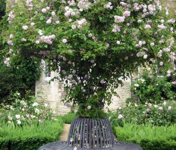 Rose Tree Seat