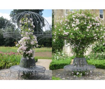 Rose Tree Seat
