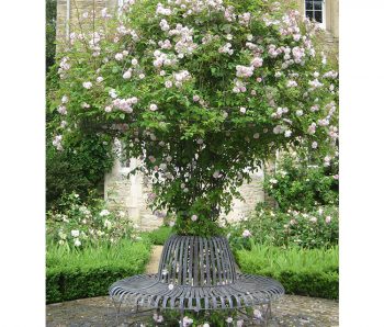 Rose Tree Seat
